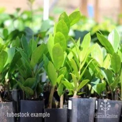 Zamioculcas Zanzibar Gem - ZZ Plant 13 Zamioculcas Zanzibar Gem - ZZ Plant -Australian Plants Online Sales zamioculcas tubes