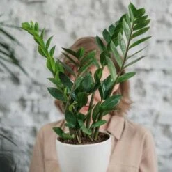 Zamioculcas Zanzibar Gem - ZZ Plant 15 Zamioculcas Zanzibar Gem - ZZ Plant -Australian Plants Online Sales zanzibar gem hiding