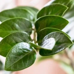 Zamioculcas Zanzibar Gem - ZZ Plant 12 Zamioculcas Zanzibar Gem - ZZ Plant -Australian Plants Online Sales zanzibar leaf closeup